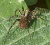 Pardosa sp.